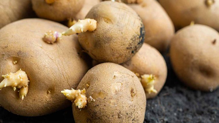 Comment faire pour empêcher vos pommes de terre de germer ?
