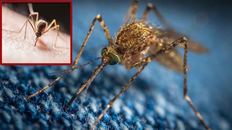 Moustiques : 4 astuces qui marchent pour ne pas se faire piquer la nuit